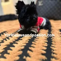 Solid black male, a male Yorkshire Terrier for sale in Pensacola, FL – Photo 4 of 10