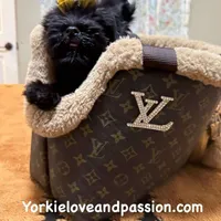 Solid black male, a male Yorkshire Terrier for sale in Pensacola, FL – Photo 5 of 10