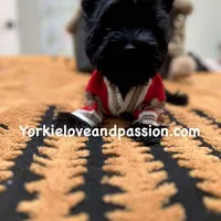 Solid black male, a male Yorkshire Terrier for sale in Pensacola, FL – Photo 2 of 10