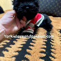 Solid black male, a male Yorkshire Terrier for sale in Pensacola, FL – Photo 7 of 10