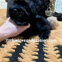 Solid black male, a male Yorkshire Terrier for sale in Pensacola, FL – Photo 8 of 10