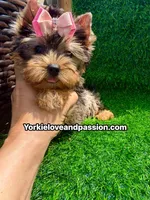 Babydoll blue Merle female , a female Yorkshire Terrier for sale in Pensacola, FL – 6 of 10