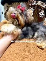 Blue Merle female , a female Yorkshire Terrier for sale in Pensacola, FL – 4 of 9