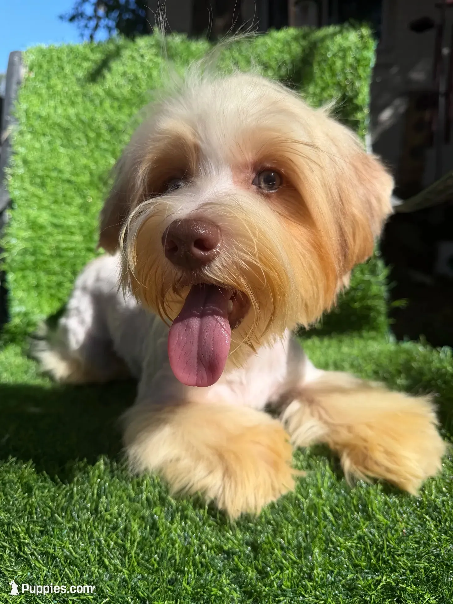 Coopee, a male Yorkshire Terrier for sale in Pensacola, FL – 1 of 10