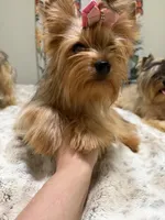 sable female, a female Yorkshire Terrier for sale in Pensacola, FL – 5 of 8