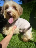 Coopee, a male Yorkshire Terrier for sale in Pensacola, FL – 4 of 10