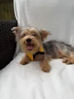 Bruno , a male Yorkshire Terrier for sale in Pensacola, FL – 9 of 10