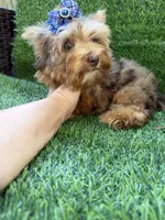 Chocolate Merle male , a male Yorkshire Terrier for sale in Pensacola, FL – 2 of 10
