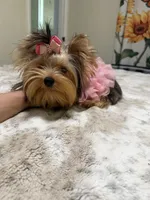 Small blue  Merle female , a female Yorkshire Terrier for sale in Pensacola, FL – 6 of 10