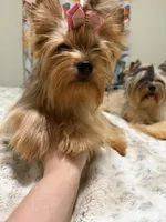 sable female, a female Yorkshire Terrier for sale in Pensacola, FL – 3 of 8