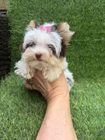 Xxxxsmall chocolate Parti female, a female Yorkshire Terrier for sale in Pensacola, FL – 7 of 10