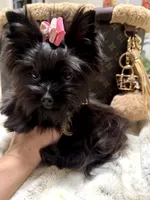 Xsmall black female , a female Yorkshire Terrier for sale in Pensacola, FL – 7 of 8