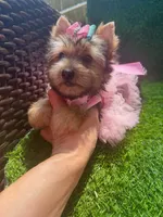 Moly traditional female , a female Yorkshire Terrier for sale in Pensacola, FL – 8 of 10
