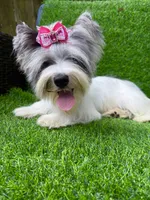Blueberry female , a female Yorkshire Terrier for sale in Pensacola, FL – 8 of 10