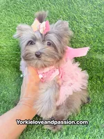 Xsmall black Merle female , a female Yorkshire Terrier for sale in Pensacola, FL – 9 of 10