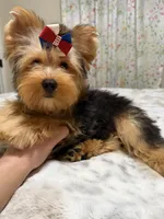 Traditional male , a male Yorkshire Terrier for sale in Pensacola, FL – 9 of 9