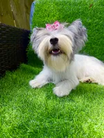 Blueberry female , a female Yorkshire Terrier for sale in Pensacola, FL – 5 of 10