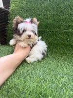 Xxxxsmall chocolate Parti female, a female Yorkshire Terrier for sale in Pensacola, FL – 4 of 10