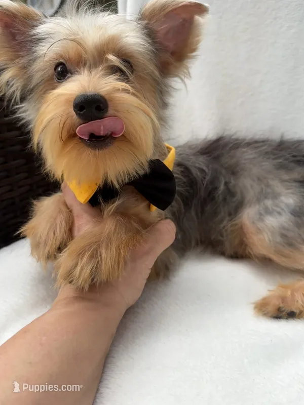 Bruno  – Yorkshire Terrier puppy for sale in Pensacola, FL