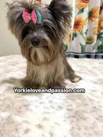 black Merle tweed female , a female Yorkshire Terrier for sale in Pensacola, FL – 5 of 9