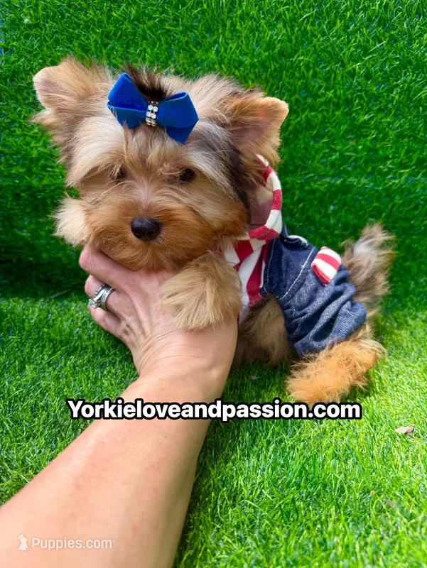 Blue Merle male  – Yorkshire Terrier puppy for sale in Pensacola, FL