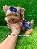 Blue Merle male , a male Yorkshire Terrier for sale in Pensacola, FL – 1 of 9