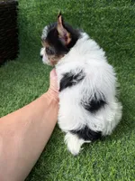 Parti female , a female Yorkshire Terrier for sale in Pensacola, FL – 2 of 10