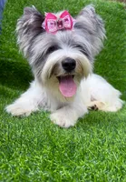 Blueberry female , a female Yorkshire Terrier for sale in Pensacola, FL – 2 of 10
