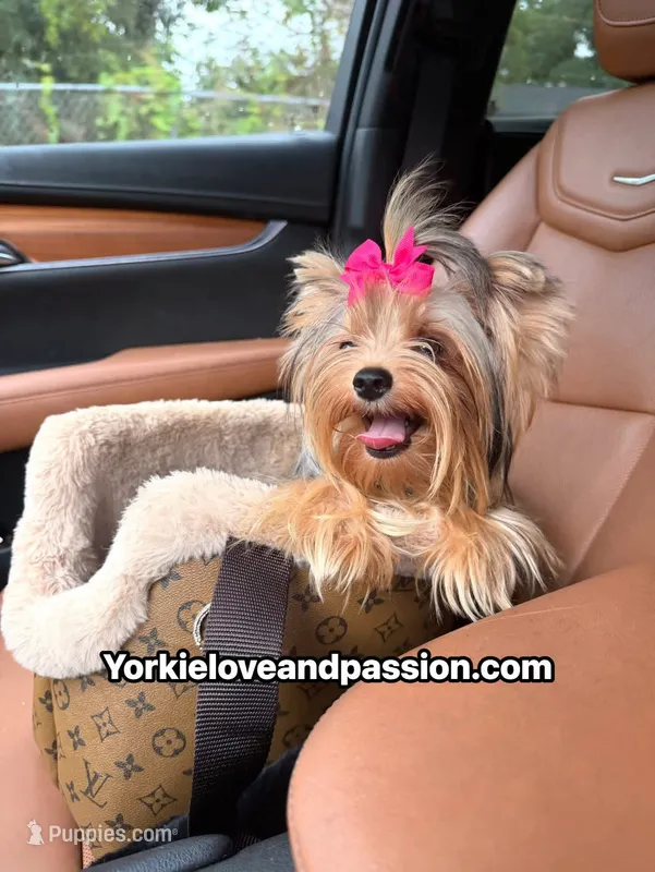 Kiki small blue Merle Female  – Yorkshire Terrier puppy for sale in Pensacola, FL