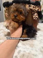 Traditional female , a female Yorkshire Terrier for sale in Pensacola, FL – 4 of 10