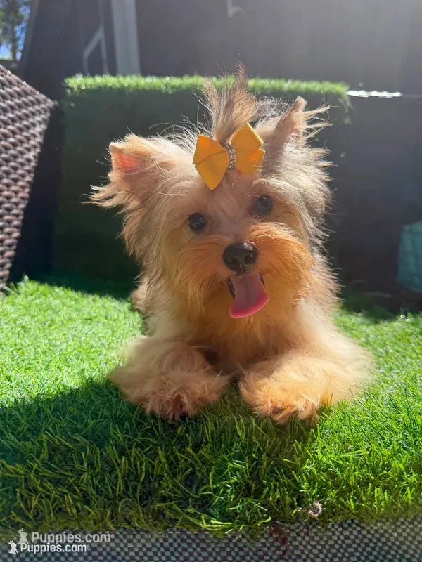 Blue Merle male  – Yorkshire Terrier puppy for sale in Pensacola, FL
