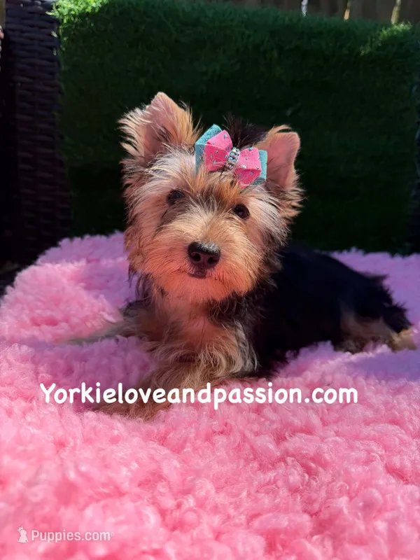 Moly traditional female  – Yorkshire Terrier puppy for sale in Pensacola, FL