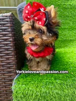 Babydoll traditional female , a female Yorkshire Terrier for sale in Pensacola, FL – 5 of 10