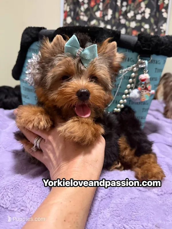 Traditional male  – Yorkshire Terrier puppy for sale in Pensacola, FL
