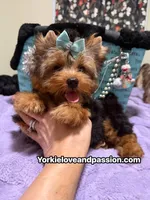 Traditional male , a male Yorkshire Terrier for sale in Pensacola, FL – 2 of 10