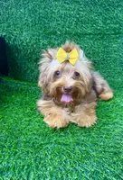 Chocolate Merle male , a male Yorkshire Terrier for sale in Pensacola, FL – 8 of 9