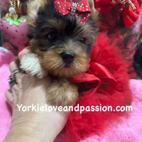 Merle female, a female Yorkshire Terrier for sale in Pensacola, FL – Photo 1 of 10