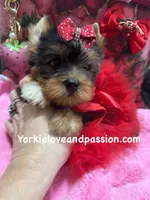 Merle female, a female Yorkshire Terrier for sale in Pensacola, FL – Photo 1 of 10