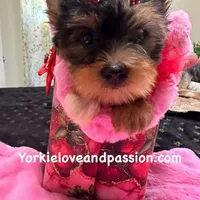 Merle female, a female Yorkshire Terrier for sale in Pensacola, FL – Photo 5 of 10