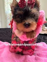 Merle female, a female Yorkshire Terrier for sale in Pensacola, FL – Photo 5 of 10