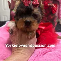 Merle female, a female Yorkshire Terrier for sale in Pensacola, FL – Photo 2 of 10