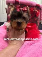 Merle female, a female Yorkshire Terrier for sale in Pensacola, FL – Photo 2 of 10