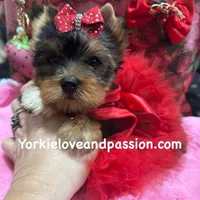 Merle female, a female Yorkshire Terrier for sale in Pensacola, FL – Photo 10 of 10