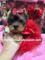 Merle female, a female Yorkshire Terrier for sale in Pensacola, FL – Photo 10 of 10
