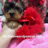 Merle female, a female Yorkshire Terrier for sale in Pensacola, FL – Photo 6 of 10