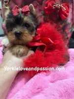 Merle female, a female Yorkshire Terrier for sale in Pensacola, FL – Photo 6 of 10