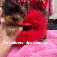Merle female, a female Yorkshire Terrier for sale in Pensacola, FL – Photo 9 of 10