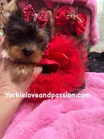 Merle female, a female Yorkshire Terrier for sale in Pensacola, FL – Photo 9 of 10