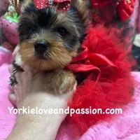 Merle female, a female Yorkshire Terrier for sale in Pensacola, FL – Photo 7 of 10