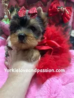 Merle female, a female Yorkshire Terrier for sale in Pensacola, FL – Photo 7 of 10